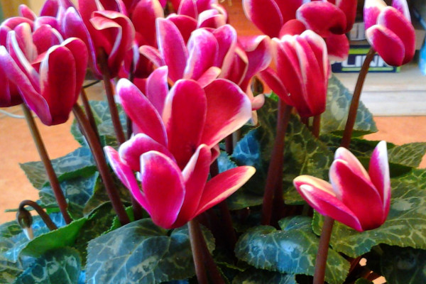 仙客來(lái)如何浸盆澆水