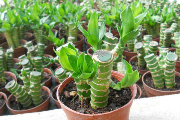 土培富貴竹葉子發(fā)黃怎么辦