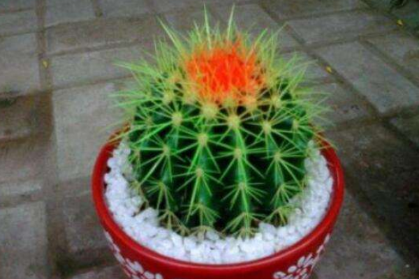 仙人球可以用沙子養(yǎng)嗎，光使用沙子是養(yǎng)不活的