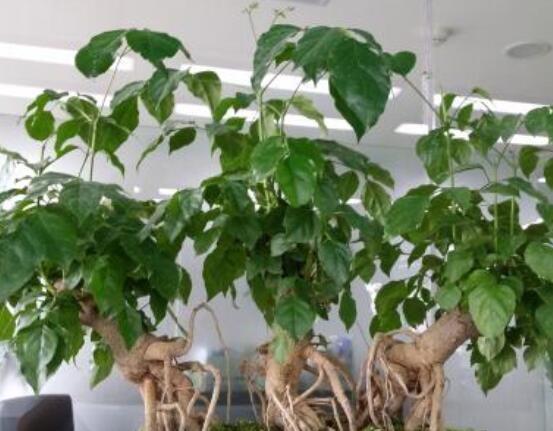 幸福樹擺放禁忌，盤點(diǎn)幸福樹五大擺放禁忌