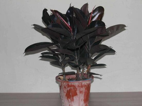 橡皮樹怎么換盆，教你四個(gè)簡(jiǎn)單易學(xué)的方法