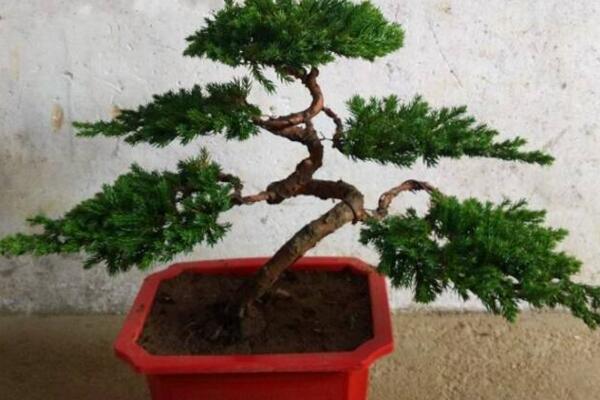 羅漢松詳細(xì)造型步驟，簡單的三步即可完成造型