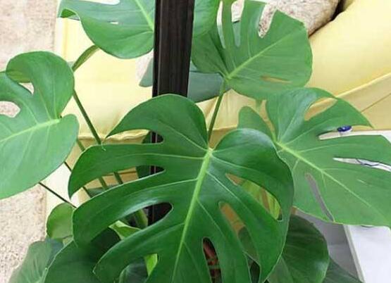 龜背竹黑斑病怎么辦，及時摘除病葉、噴灑藥物/保持通風透氣