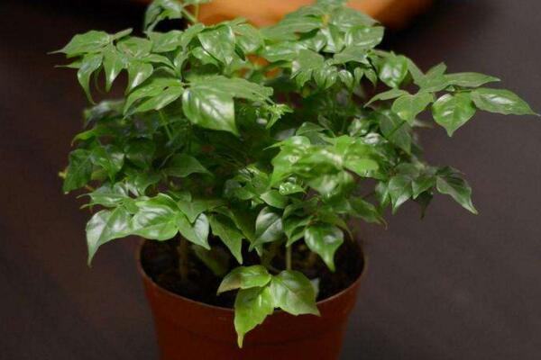 幸福樹的圖片，品種以及價值介紹