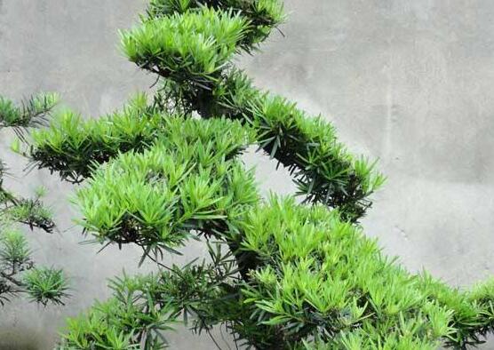 羅漢松怎么修剪，羅漢松修剪方法