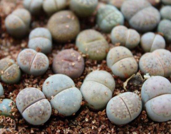 生石花怎么分株繁殖，教你一學(xué)就會(huì)五個(gè)基本步驟