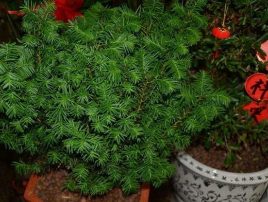 紅豆杉適合室內(nèi)養(yǎng)嗎，具有凈化空氣、延年益壽作用