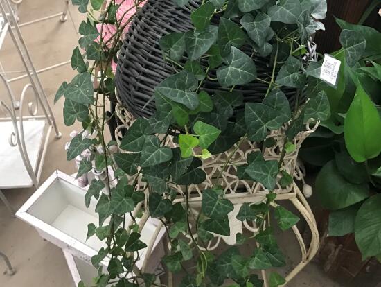 常春藤怎么養(yǎng)長得快，常春藤的養(yǎng)殖方法