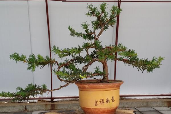 紅豆杉盆景養(yǎng)殖方法，做好這五步是關鍵