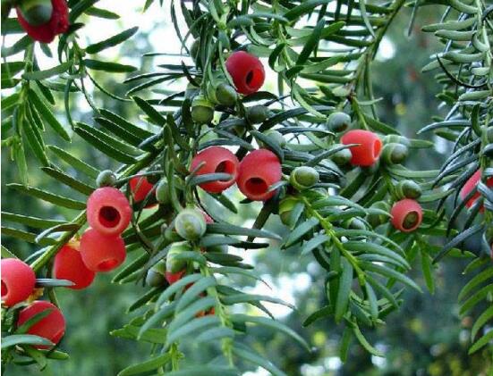 紅豆杉怎么施肥，遠離根部施薄肥