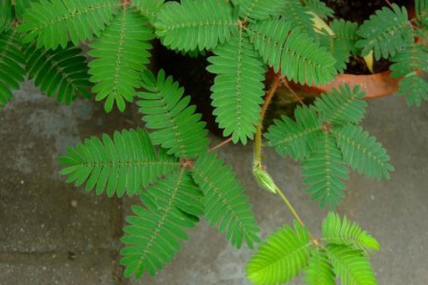 含羞草的種植與養(yǎng)護(hù)