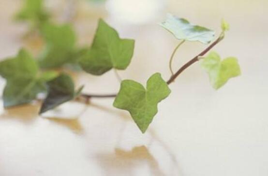 常春藤葉子干枯怎么辦，做好這五點(diǎn)即可恢復(fù)生機(jī)