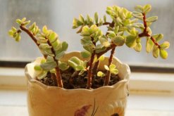 雅樂之舞盆景制作方法，這樣制作觀賞價(jià)值更高