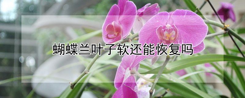 蝴蝶蘭葉子軟還能恢復(fù)嗎
