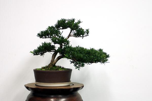 小羅漢松能長(zhǎng)大嗎，能長(zhǎng)大但生長(zhǎng)速度施肥緩慢