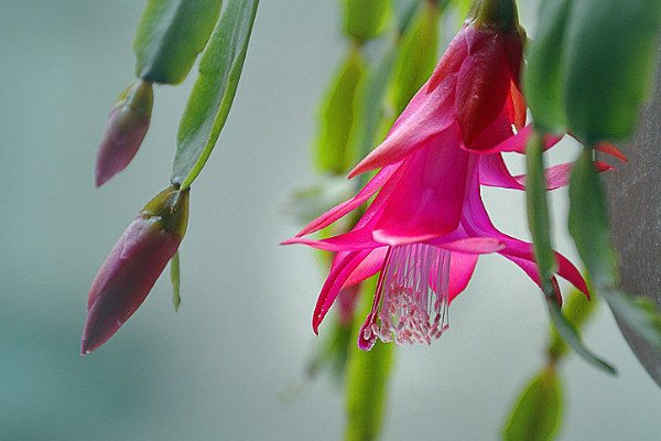 蟹爪蘭葉子發(fā)紅為什么