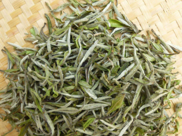 白茶的栽培與種植技術(shù)