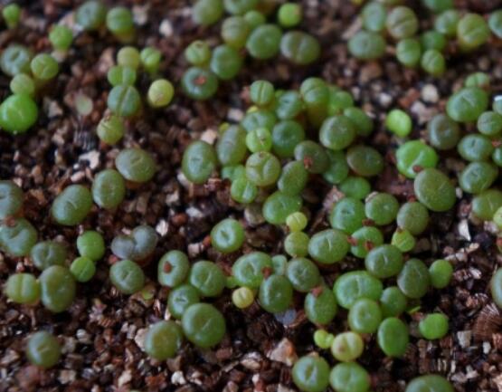 生石花怎么繁殖，最常用兩種繁殖方法(播種與分株)