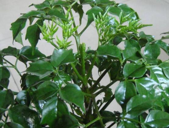 幸福樹(shù)的養(yǎng)殖方法，老農(nóng)教你八大基本養(yǎng)殖方法