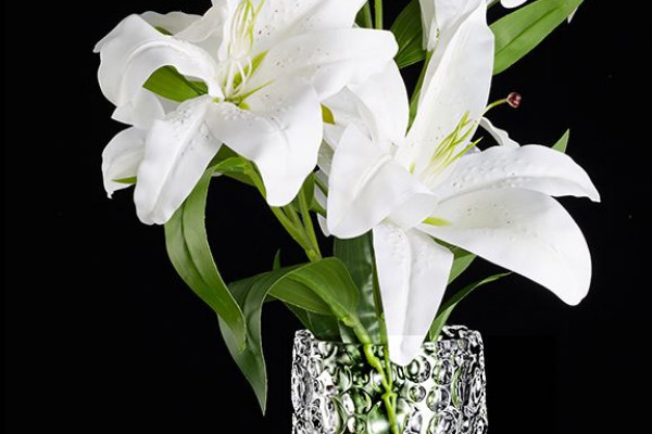 水養(yǎng)百合蔫了能恢復嗎