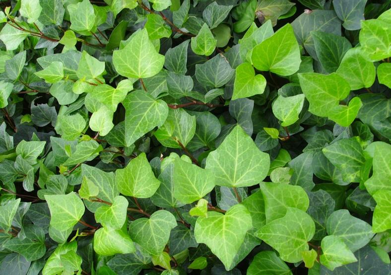 常春藤葉片發(fā)黑怎么辦，可能是得了灰霉病