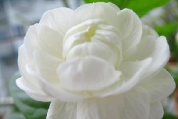 獅頭茉莉的養(yǎng)殖方法