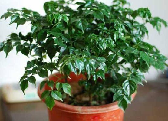 幸福樹(shù)的養(yǎng)殖方法，老農(nóng)教你八大基本養(yǎng)殖方法