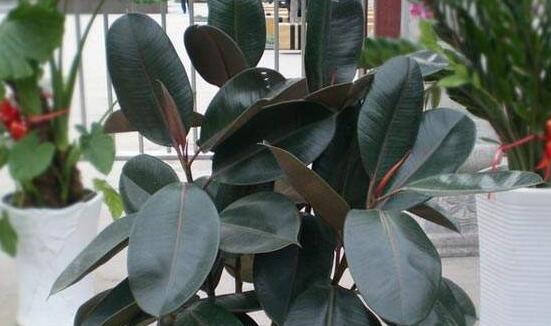 橡皮樹怎么修剪，橡皮樹修剪方法