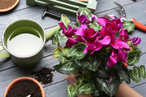 仙客來繁殖方法圖解，三種方法可供選擇（播種/切莖/組織培養(yǎng)）