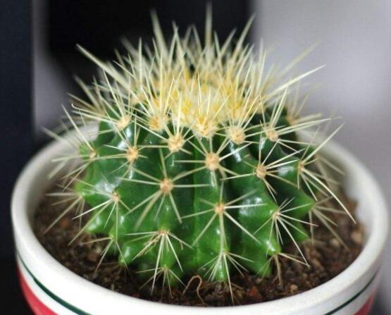 小仙人球的養(yǎng)殖方法和注意事項，老農(nóng)詳解七大最有效養(yǎng)殖方法