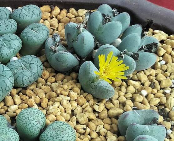 生石花有什么用，老農(nóng)總結(jié)最常見四個(gè)作用