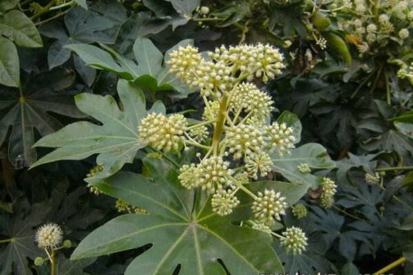 虎刺梅和金剛纂的區(qū)別，通過枝干、葉片、花朵進(jìn)行區(qū)分