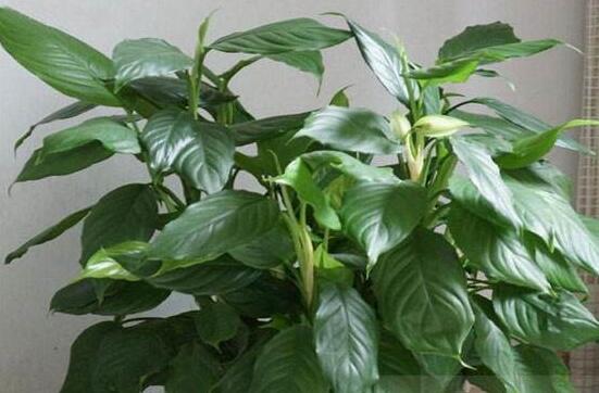 大葉萬年青有毒嗎，誤食會導致聲帶嘶啞、失明