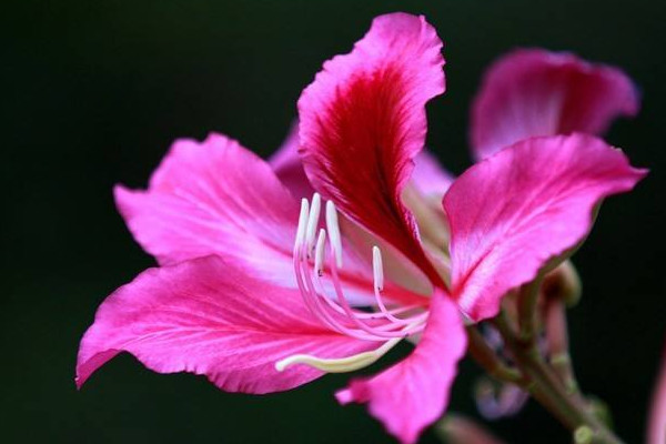 紫荊花的葉子長什么樣