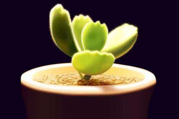 熊童子怎么養(yǎng)肥，讓熊童子迅速變肥的5大技巧