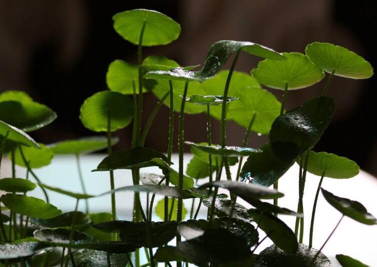 水養(yǎng)銅錢草的養(yǎng)殖方法，施加肥料是關(guān)鍵