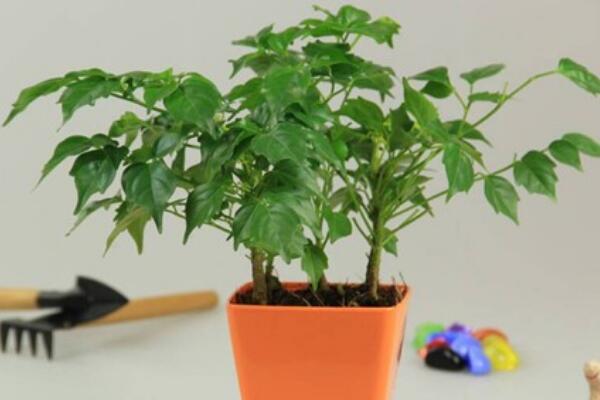 平安樹(shù)怎么扦插繁殖，五步教你簡(jiǎn)單學(xué)會(huì)