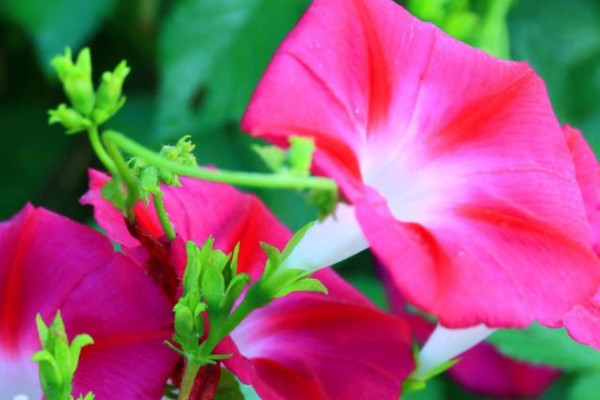 牽?；ㄒ圃匀菀谆顔? src="/nongchan/d/file/20201223/1ymq344zesz.jpg" / data-ll9Q="MCrml2"></p>
<p data-xukR="bu6oeG">
	想要移栽的牽?；ㄈ菀谆睿敲催€需要讓其有充足的水分，移栽好之后需要立即澆透一次水，使土壤處于微微濕潤的狀態(tài)，這樣有利于它根系快速和土壤接觸，注意不能夠產(chǎn)生積水，不然它的根系很容易腐爛。</p>
<p data-FT6L="Yg7fZ1">
	<strong data-mq5Y="UL6Xbk">3、適宜溫度</strong></p>
<p data-uLh6="gxRkib">
	想要移栽的牽?；ㄈ菀状婊睿敲催€需要讓其有適宜的溫度環(huán)境，它性喜溫暖，是一種不耐寒的植物，這個時候最好將溫度控制在20-25℃左右，同時要做好通風管理，避免它在過于悶熱的環(huán)境中生長。</p>
<p data-0cZF="0IpI8H">
	<strong data-CnkV="QQ7xb2">4、土壤要求</strong></p>
<p data-fgny="sUGf4e">
	<img alt=