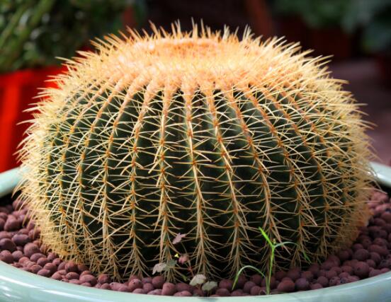 仙人球移栽注意事項(xiàng)，注意不可弄傷根系、及時消毒/土壤微濕潤