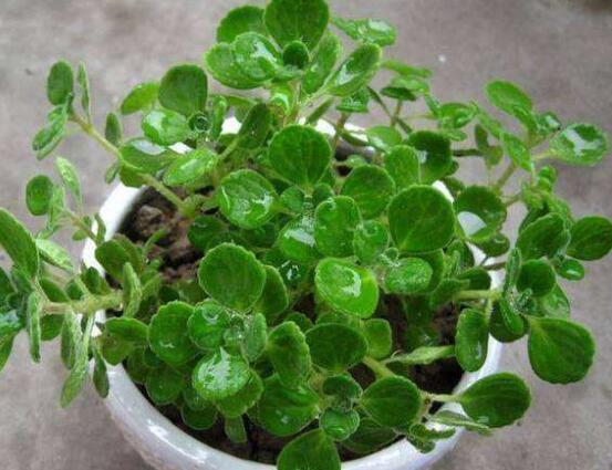 碰碰香長的太長怎么辦，及時修剪頭部/不斷進行扦插繁殖