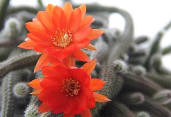 白檀仙人掌不開花怎么辦，缺乏光照是主要原因