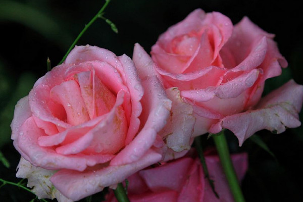 玫瑰花怎么養(yǎng)水里