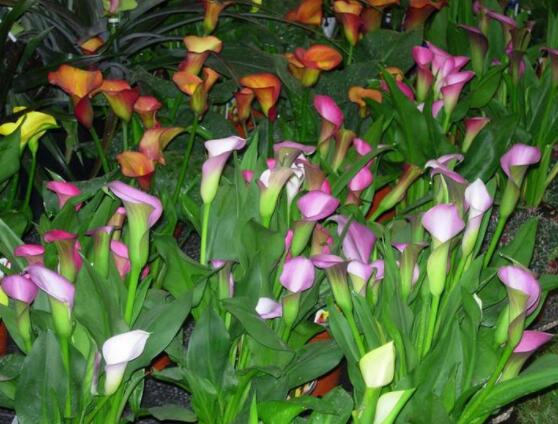 荷蘭馬蹄蓮的養(yǎng)殖方法，做好六個要點(diǎn)生長碧綠宜人