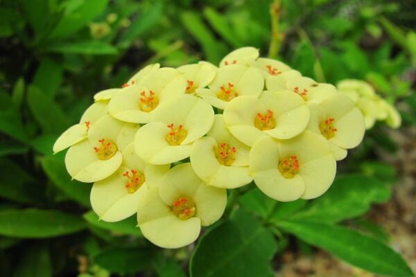 虎刺梅的病蟲(chóng)害防治，如何防治虎刺梅患病蟲(chóng)害