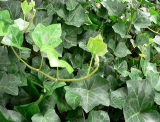 爬山虎和常春藤怎么區(qū)分，盤點三種區(qū)別方法(屬性/株型/生長習性)