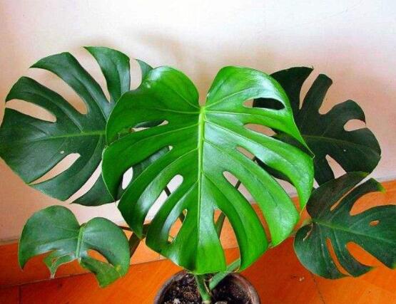 龜背竹怎么固定造型，龜體造型最受人們歡迎(美觀)