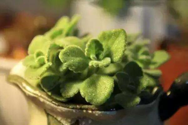 碰碰香幾月份可以扦插，扦插最佳時間在5-10月