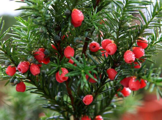 紅豆杉的養(yǎng)殖方法和注意事項，七大基本方法養(yǎng)殖郁郁蔥蔥