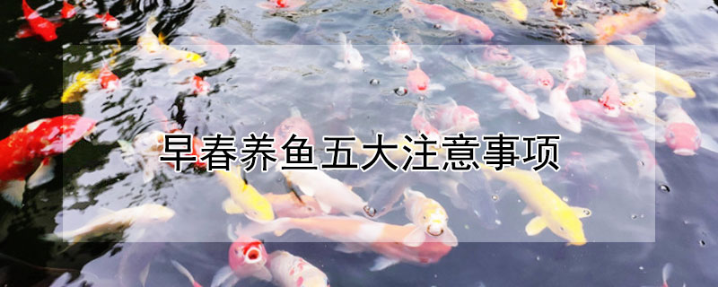 早春養(yǎng)魚五大注意事項
