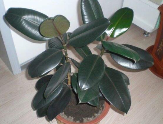 橡皮樹的葉插方法，擇基部下小嫩芽葉片/春秋季節(jié)扦插最佳